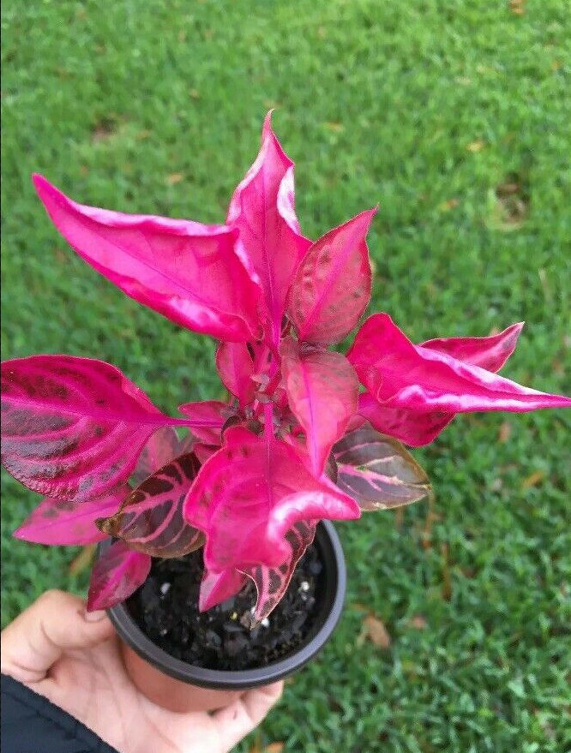 Iresine herbstii Herbst's bloodleaf Live Plant 3 Etsy