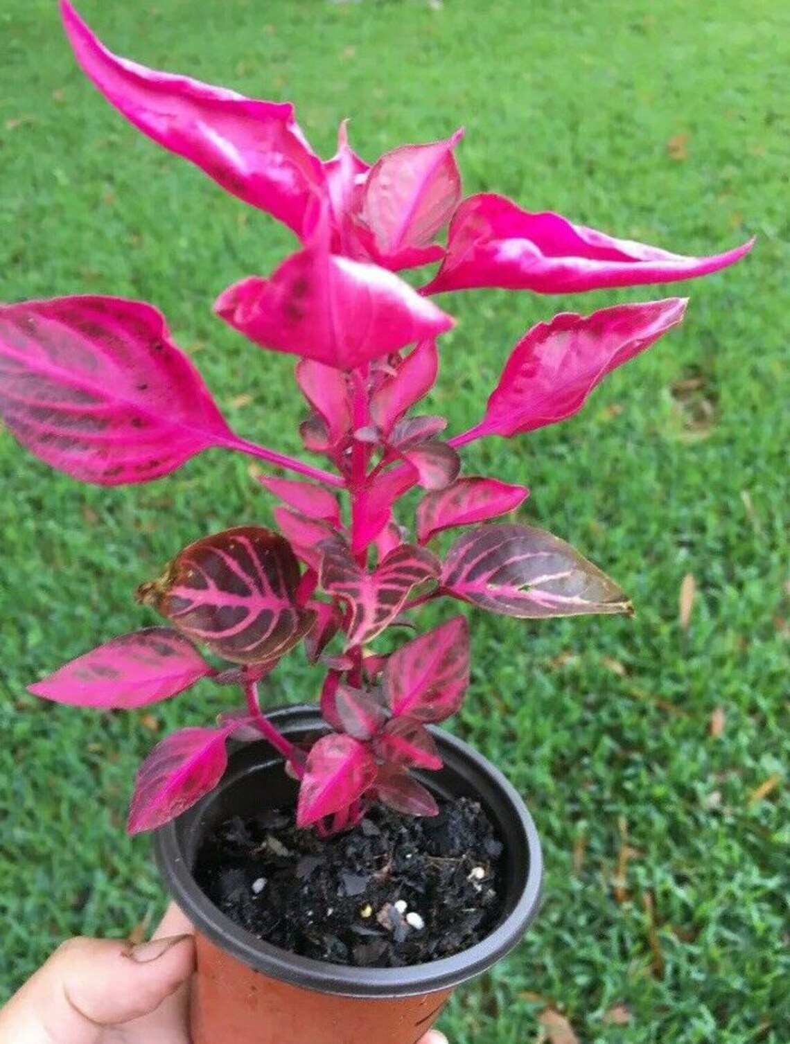 Iresine herbstii Herbst's bloodleaf Live Plant 3 Etsy