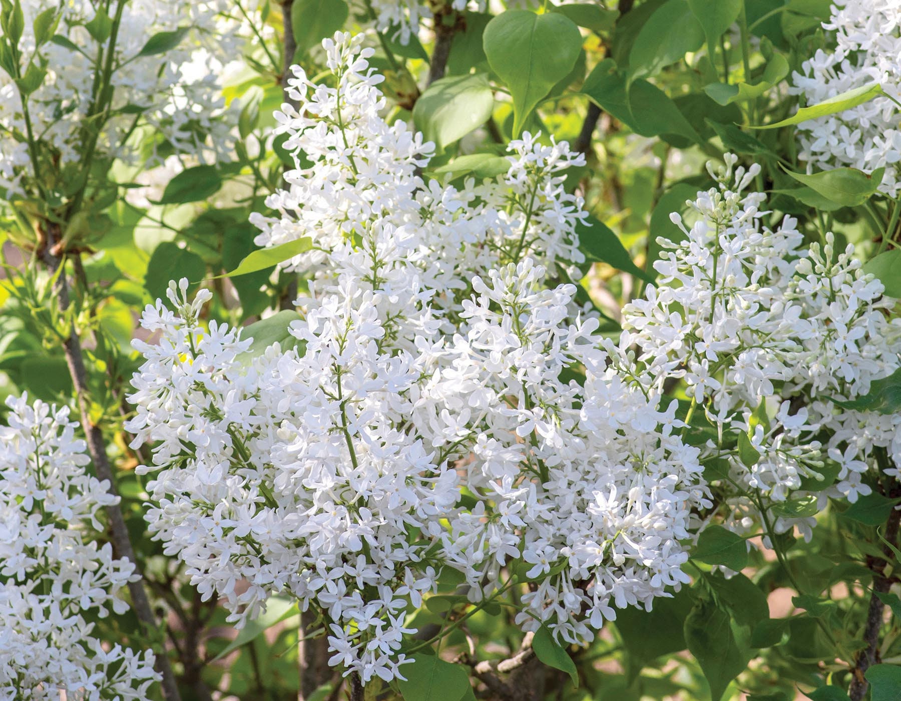 Syringa vulgaris 'New Age White' Fragrant Flowers Etsy