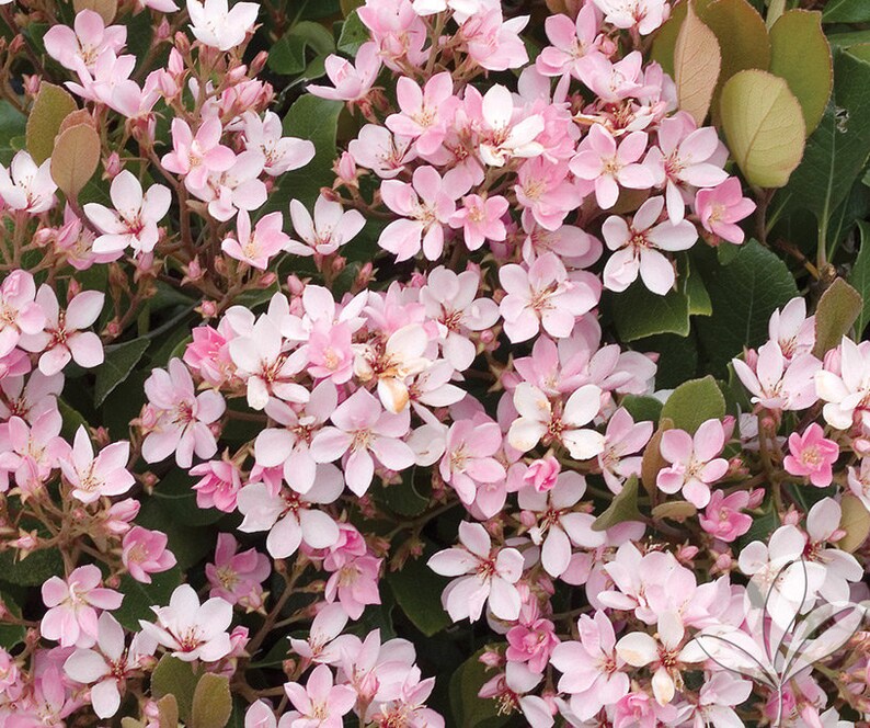 Pink Lady Indian Hawthorn Pink Hawthorn Live Plant Etsy