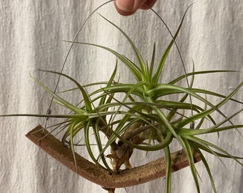 Cuddling Air Plants