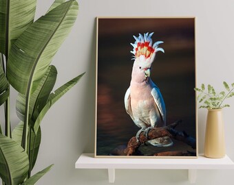 Printable art cockatoo | Cockatoo Print | Australian Bird Print, Printable White Cockatoo Wall Art, Digital Download, Bird Poster,