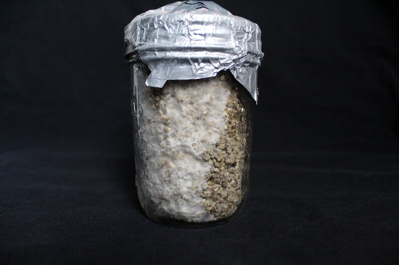 1 Half Pint BRF Mushroom Grow Jar Brown Rice Flour Substrate Etsy
