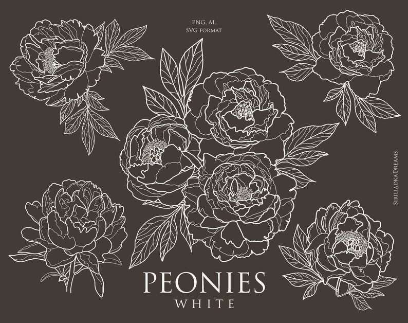Download Clip Art Png Svg Wedding Ai Botanical Line Art 18 Types Vector Flower Illustration Clipart Digital Flower Print Individual White Peonies Art Collectibles