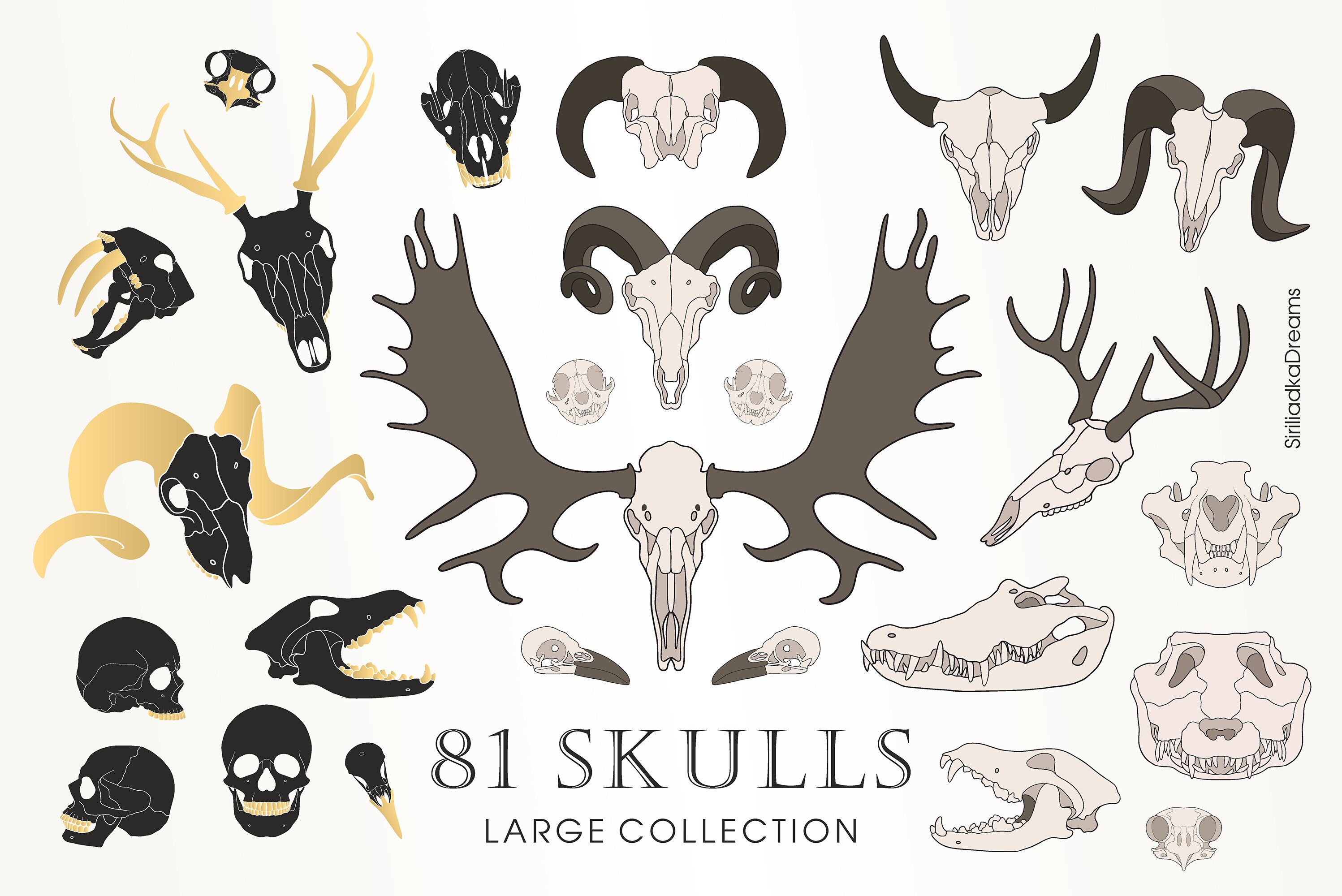 Elk Skull for sale Only 2 left at 70
