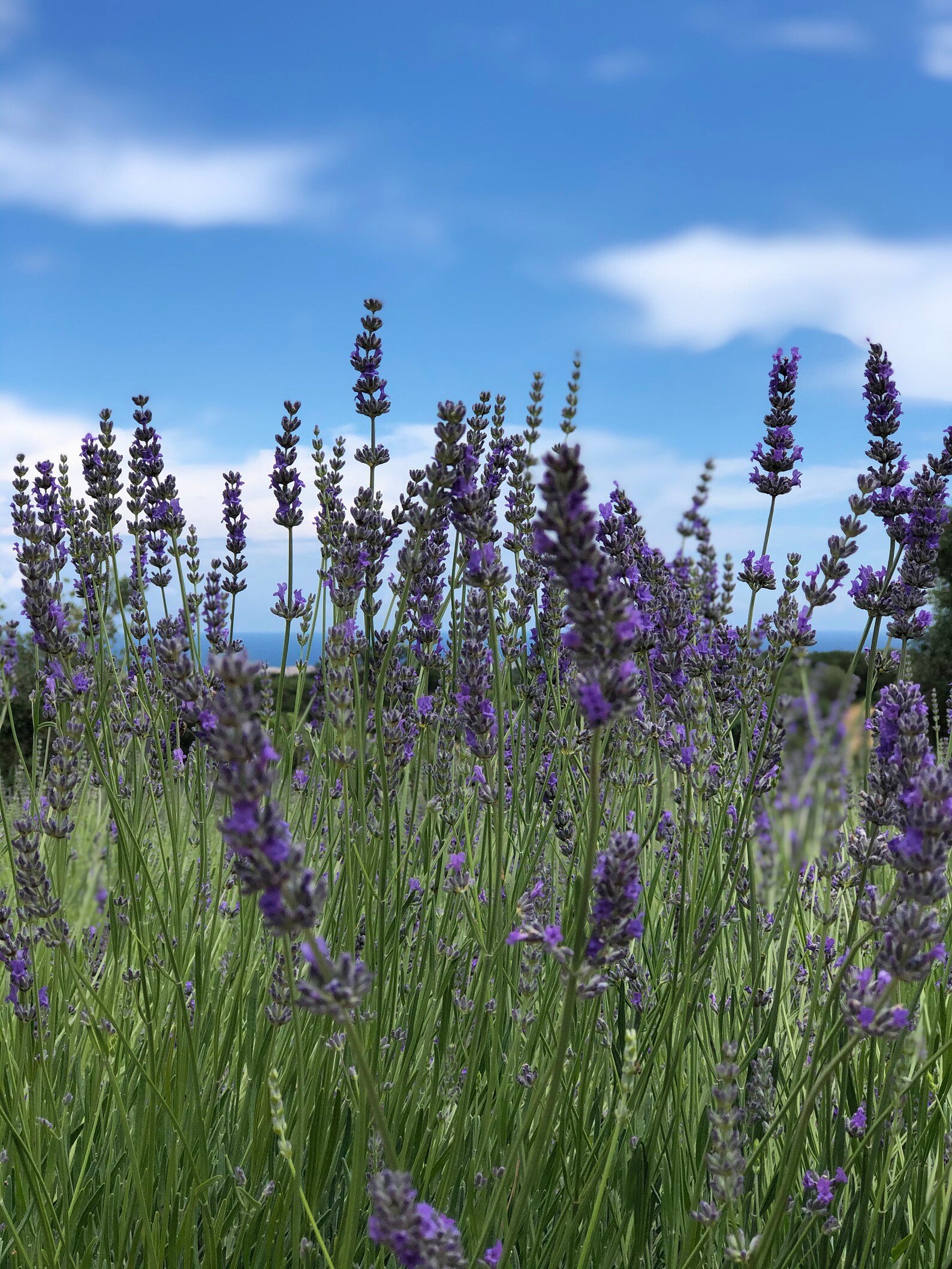 Italian Lavender organically Grown Fresh From the Farm Etsy