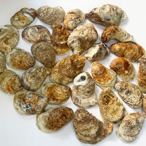 Natural Oyster Shell Craft Supply Beach Decor Coastal Element Nautical Decoration Wedding Centerpiece Ocean Theme Bathroom Accent Ring Dish