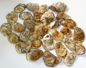 Natural Oyster Shell Craft Supply Beach Decor Coastal Element Nautical Decoration Wedding Centerpiece Ocean Theme Bathroom Accent Ring Dish