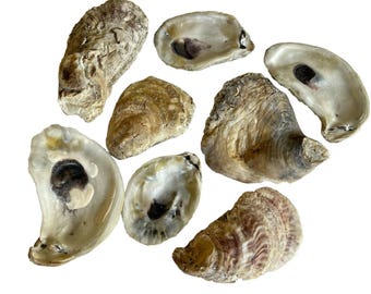 30 Natural Oyster Shells Craft Supply Beach Decor Coastal Element Nautical Accent Home Design Wedding Centerpiece Table Decoration Bathroom
