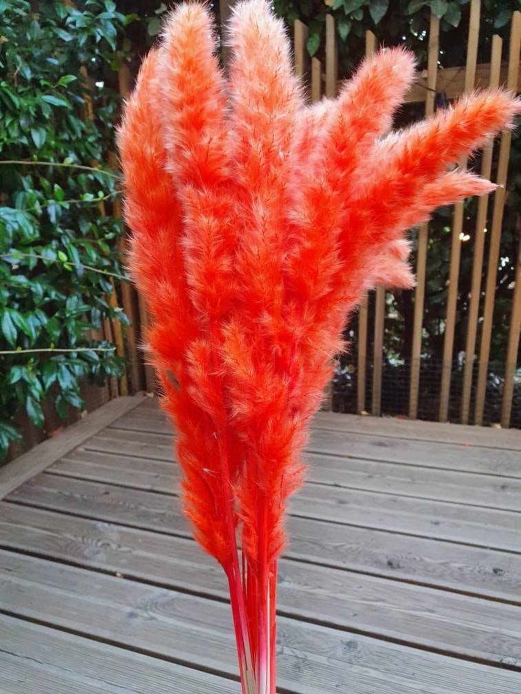 Bouquets de 15 Tiges Fines Pampas Rouges 75 cm Petites Pampas, Tige Pampa Fleurs Séchées, Pampa Gras