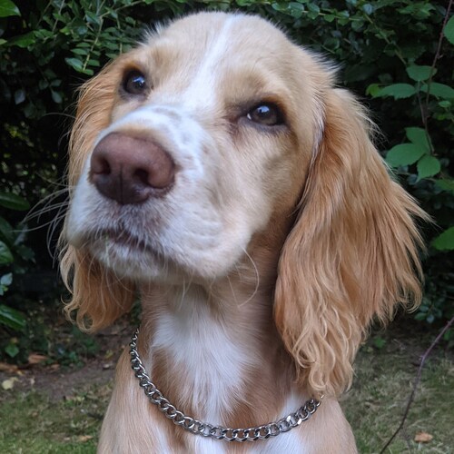 Silver Dog Chain 10mm Curb Chain Dog Collar Streetwear Etsy UK