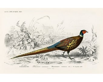 Pheasant Giclee Print/Canvas - Antique Lithograph from 1807 - A5/A4/A3/A2 - Framed/Unframed