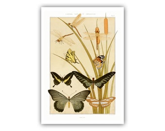 Maurice Pillard Verneuil : "The Animal in the Decoration", Plate 7, 1897 - Museum Quality Giclee Print/Canvas - A4/A3 Framed/Unframed
