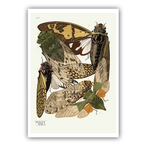 Emile-Allain Seguy : "Insects - Plate 2", c. 1926 - Museum Quality Giclee Print / Canvas