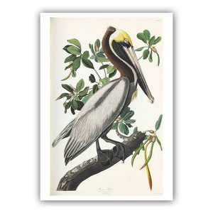 Brown Pelican Museum Quality Giclee Print/Canvas - Antique Lithograph from 1827 - A5/A4/A3/A2 - Framed/Unframed