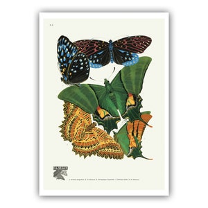 Emile-Allain Seguy : "Papillons - Plate 6", c. 1928 - Museum Quality Giclee Print / Canvas