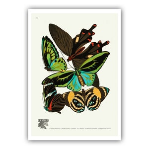 Emile-Allain Seguy : "Papillons - Plate 1", c. 1928 - Museum Quality Giclee Print / Canvas