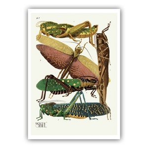 Emile-Allain Seguy : "Insects - Plate 7", c. 1926 - Museum Quality Giclee Print / Canvas