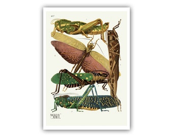 Emile-Allain Seguy : &quot;Insects - Plate 7&quot;, c. 1926 - Museum Quality Giclee Print / Canvas