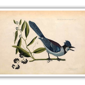 May include: A vintage illustration of a blue jay perched on a branch with green leaves and black berries. The bird is facing right and has a blue crest. The illustration is on a cream-colored background.
