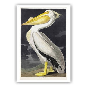 White Pelican Museum Quality Giclee Print/Canvas - Antique Lithograph from 1827 - A5/A4/A3/A2 - Framed/Unframed