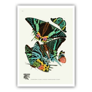 Emile-Allain Seguy : "Papillons - Plate 7", c. 1928 - Museum Quality Giclee Print / Canvas