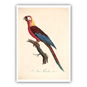 Cuban Macaw Giclee Print - Antique Lithograph from 1801-1805 - A5/A4/A3/A2 - Framed/Unframed