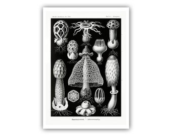 Ernst Haeckel : "Art Forms of Nature", 1904 - Mushrooms  Lithograph - Museum Quality Giclee Print - A4/A3 Framed/Unframed