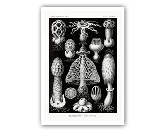 May include: Black and white illustration of various types of mushrooms. The illustration is on a black background and includes the text "Basidiomyceten - Schirmspilze".