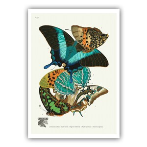 Emile-Allain Seguy : "Papillons - Plate 13", c. 1928 - Museum Quality Giclee Print / Canvas