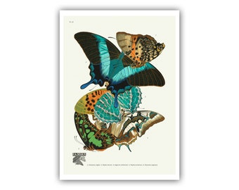 Vintage Butterfly Giclee Print - Plate 13 from Les Papillons by E. A. Seguy - A5/A4/A3/A2 - Framed/Unframed/Canvas