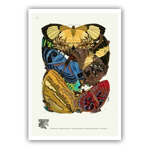 Emile-Allain Seguy : "Papillons - Plate 4", c. 1928 - Museum Quality Giclee Print / Canvas