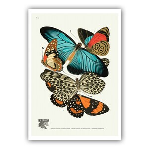 Emile-Allain Seguy : "Papillons - Plate 11", c. 1928 - Museum Quality Giclee Print / Canvas