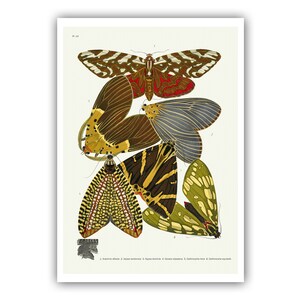 Emile-Allain Seguy : "Papillons - Plate 14", c. 1928 - Museum Quality Giclee Print / Canvas