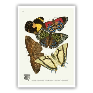 Emile-Allain Seguy : "Papillons - Plate 12", c. 1928 - Museum Quality Giclee Print / Canvas