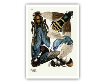 Emile-Allain Seguy : &quot;Insects - Plate 5&quot;, c. 1926 - Museum Quality Giclee Print / Canvas