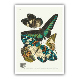Emile-Allain Seguy : "Papillons - Plate 10", c. 1928 - Museum Quality Giclee Print / Canvas