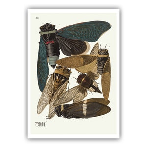 Emile-Allain Seguy : "Insects - Plate 1", c. 1926 - Museum Quality Giclee Print / Canvas