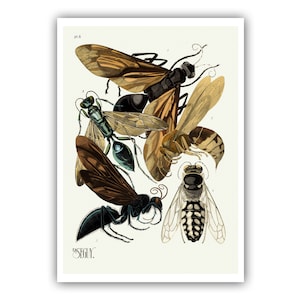 Emile-Allain Seguy : "Insects - Plate 6", c. 1926 - Museum Quality Giclee Print / Canvas