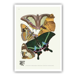 Emile-Allain Seguy : "Papillons - Plate 8", c. 1928 - Museum Quality Giclee Print / Canvas