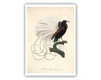 Twelve Wired Bird of Paradise Antique Lithograph from 1801-1805 - Giclee Print / Canvas