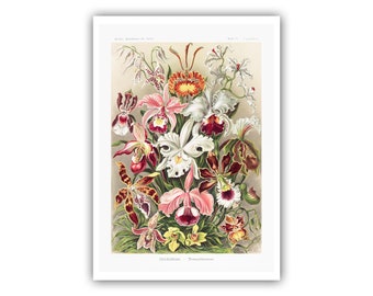 Ernst Haeckel : "Art Forms of Nature", 1904 - Orchids Lithograph - Museum Quality Giclee Print/Canvas -  A5/A4/A3/A2 - Framed/Unframed