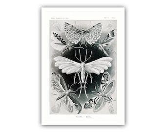 Ernst Haeckel : « Art Forms of Nature », 1904 - Lithographie des mites - Museum Quality Giclee Print - A5/A4/A3/A2 - Framed/Unframed/Canvas