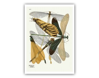 Emile-Allain Seguy : &quot;Insects - Plate 9&quot;, c. 1926 - Museum Quality Giclee Print / Canvas