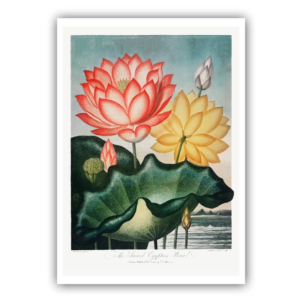 Robert John Thornton : "Temple of Flora", 1807 - Water Lily Museum Quality Giclee Print/Canvas - A5/A4/A3/A2 - Framed/Unframed
