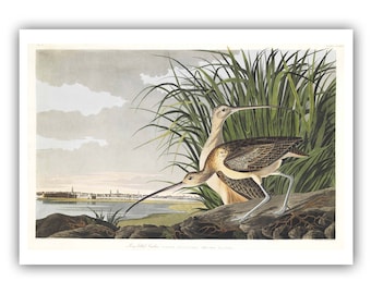 Long-Billed Curlew Museum Quality Giclee Print/Canvas - Antique Lithograph from 1827 - A5/A4/A3/A2 - Framed/Unframed