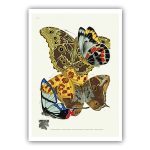 Emile-Allain Seguy : "Papillons - Plate 15", c. 1928 - Museum Quality Giclee Print / Canvas