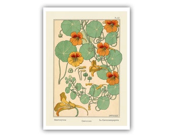 Eugene Grasset : "Planten en hun toepassing op ornament", 1896 - Nasturtium Museum Quality Giclee Print/Canvas - A4/A3 Ingelijst/Niet ingelijst