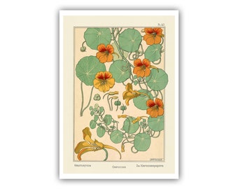 Eugene Grasset : &quot;Plants and Their Application to Ornament - Nasturtium - Plate 40&quot;, 1896 - Museum Quality Giclee Print / Canvas