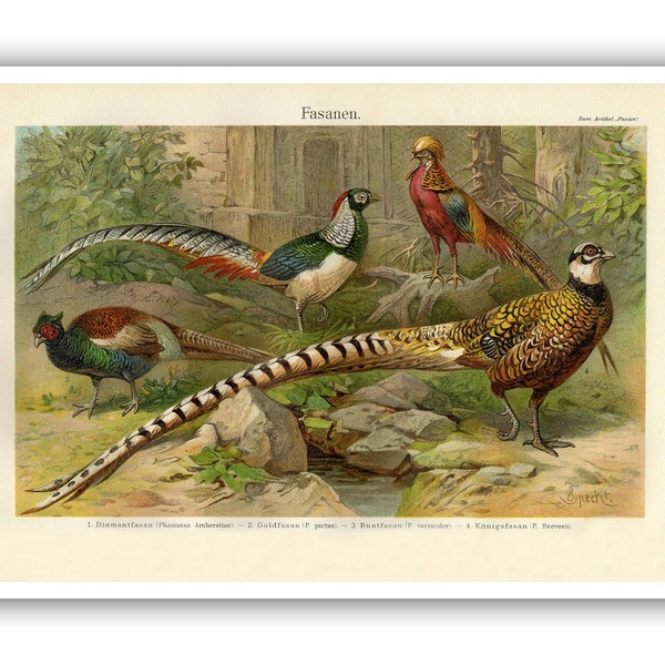 Pheasant Museum Quality Giclee Print/Canvas - Antique Lithograph from 1897 - A5/A4/A3/A2 - Framed/Unframed